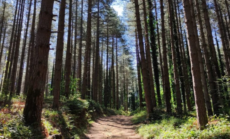 Serra San Bruno, tutto pronto per la passeggiata naturalistica alla scoperta de “lu pipi di maiu”