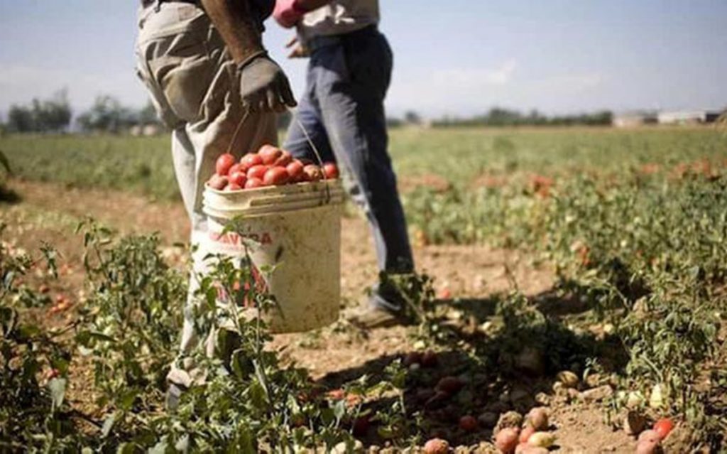 Nella Calabria Centrale in aumento anche gli allevamenti. Inoltre Catanzaro e Crotone registrano un primato nazionale per la coltivazione di alcuni agrumi e ortaggi