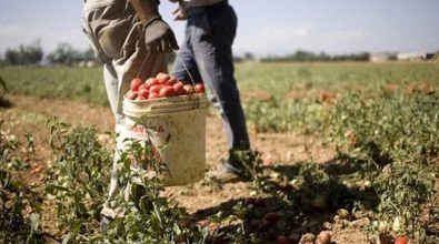 Vibo, istituito in Prefettura un tavolo per contrastare il lavoro nero in agricoltura