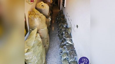 Coltivazione a Serra di 570 Kg di marijuana: arresto annullato, l’agricoltore era autorizzato