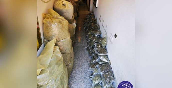 Coltivazione a Serra di 570 Kg di marijuana: arresto annullato, l’agricoltore era autorizzato