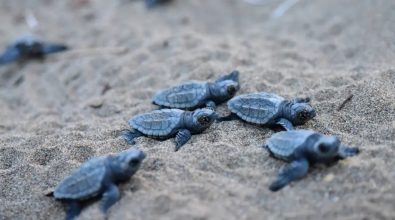 Nidificazione della Caretta caretta, il Wwf a tutela della tartaruga in Calabria