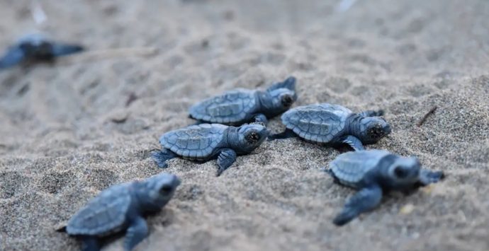 Nidificazione della Caretta caretta, il Wwf a tutela della tartaruga in Calabria