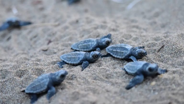 Nidificazione della Caretta caretta, il Wwf a tutela della tartaruga in Calabria