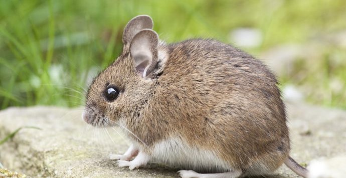 Vibo Marina invasa da topi e insetti, la Pro loco chiede una disinfestazione straordinaria