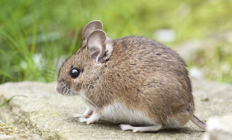 Vibo Marina invasa da topi e insetti, la Pro loco chiede una disinfestazione straordinaria