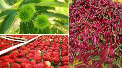 Fragole, castagne di Pizzoni e peperoncino: il Gal valorizza i prodotti di nicchia del Vibonese