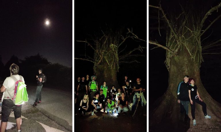 L’albero delle fate, a Serra un’escursione notturna per raggiungere l’abete secolare