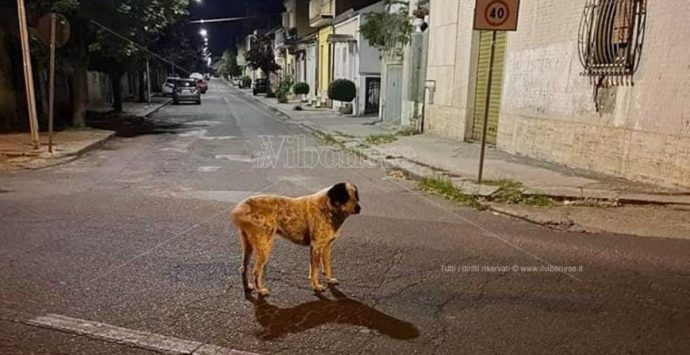Mileto, ritrovato Mario: la mascotte del rione San Michele torna a “casa”