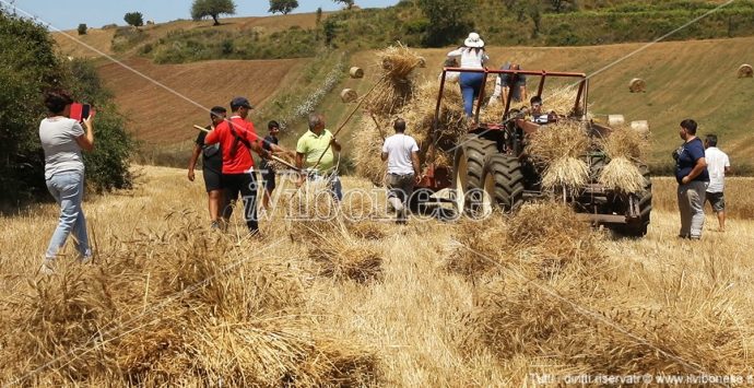 La mietitura come negli anni Sessanta: a Maierato rivivono le antiche tradizioni – Video