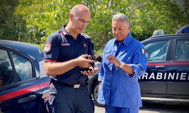 Gattino intrappolato in un’auto, salvato dai Carabinieri del 14º Battaglione Calabria -Video