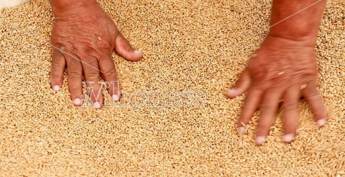 A Maierato rivive l’antica festa della trebbiatura del grano Rosìa -Video