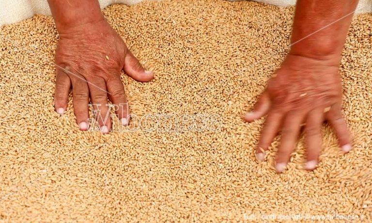 A Maierato rivive l’antica festa della trebbiatura del grano Rosìa -Video