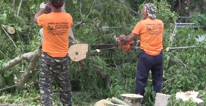 Taglio degli alberi a Vibo, Claudia Gioia al Comune: «Superficiali e arroganti»