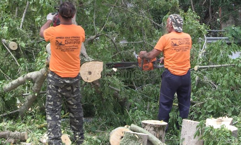 Alberi abbattuti in piazza Spogliatore a Vibo, il Wwf arriva troppo tardi: «Uno scempio» – Video