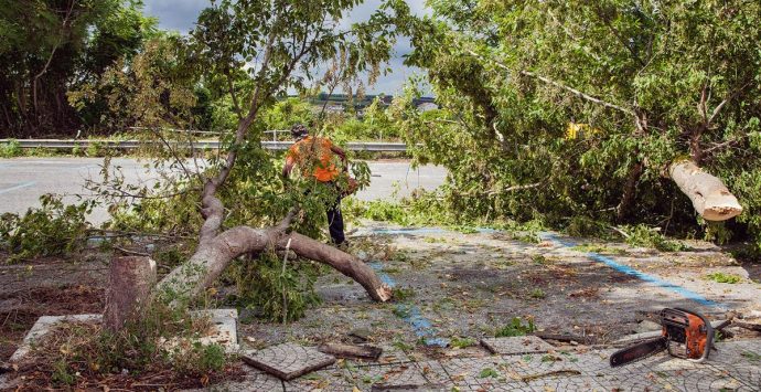 Vibo, Coraggio Italia contro il taglio degli alberi in piazza Spogliatore: «Basta scempi»