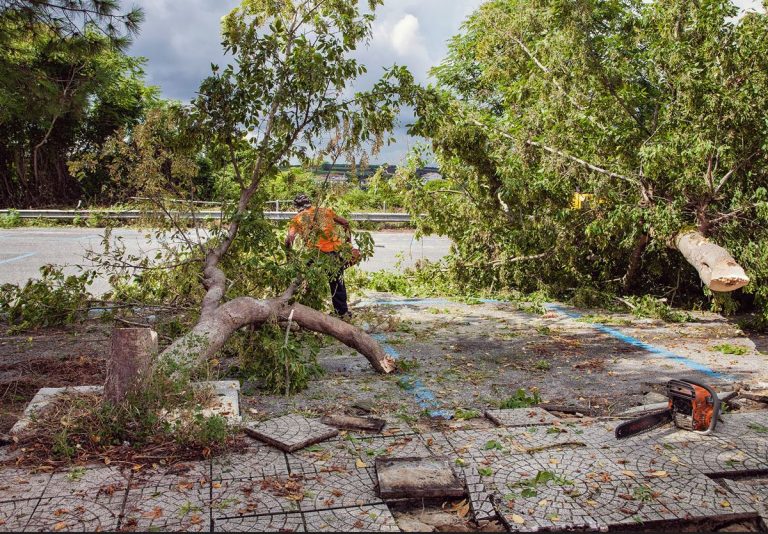 Vibo, Coraggio Italia contro il taglio degli alberi in piazza Spogliatore: «Basta scempi»