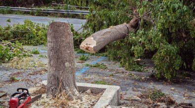 Alberi tagliati e natura in pericolo in piena primavera, Paolillo: «Perché tanto accanimento contro il verde?»