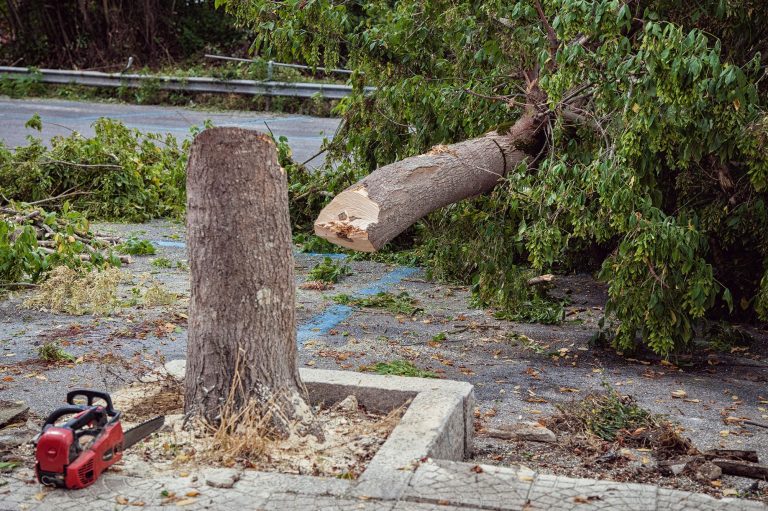 Alberi tagliati e natura in pericolo in piena primavera, Paolillo: «Perché tanto accanimento contro il verde?»