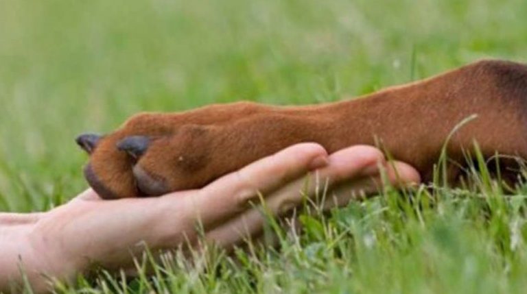 A Vibo l’incontro sugli interventi assistiti con gli animali