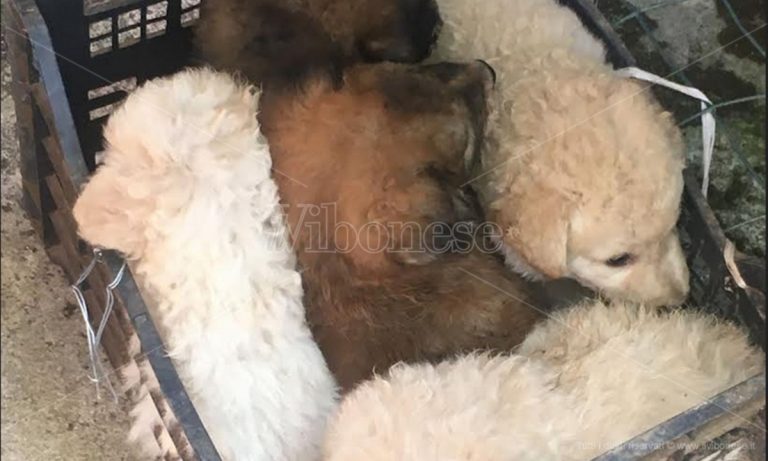 Cuccioli abbandonati a San Gregorio, il Comune: «Stanno bene, sono stati trasferiti in canile»