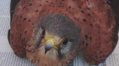 Un gabbiano e un falco ferito salvati nel Vibonese grazie a Wwf e forestali