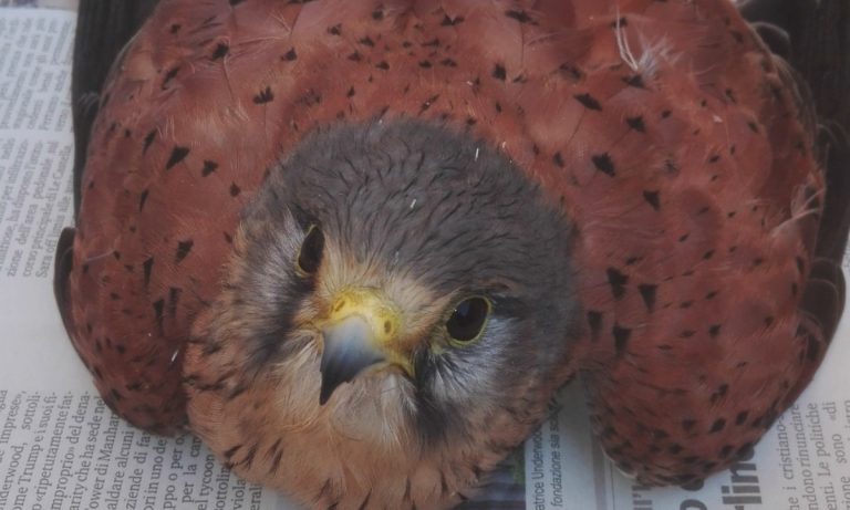 Un gabbiano e un falco ferito salvati nel Vibonese grazie a Wwf e forestali