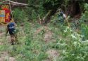 Sequestrata una piantagione di marijuana nelle Serre vibonesi: avrebbe fruttato 220mila euro -Video