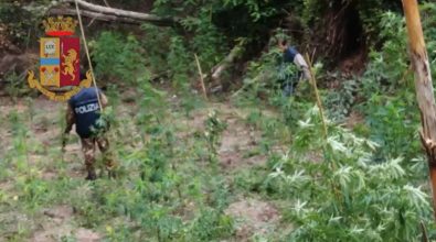 Sequestrata una piantagione di marijuana nelle Serre vibonesi: avrebbe fruttato 220mila euro -Video