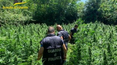 A Lamezia sequestrate 650 piante di marijuana: erano coltivate in zona impervia