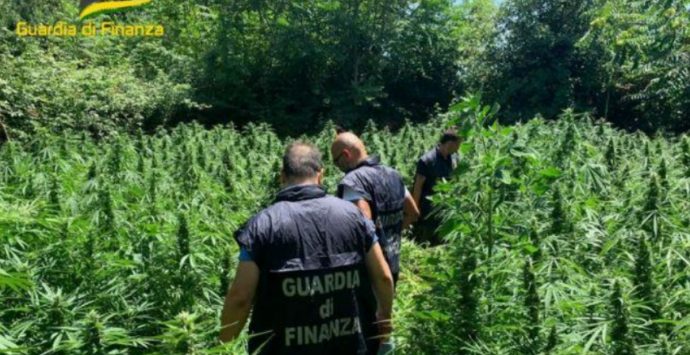 A Lamezia sequestrate 650 piante di marijuana: erano coltivate in zona impervia