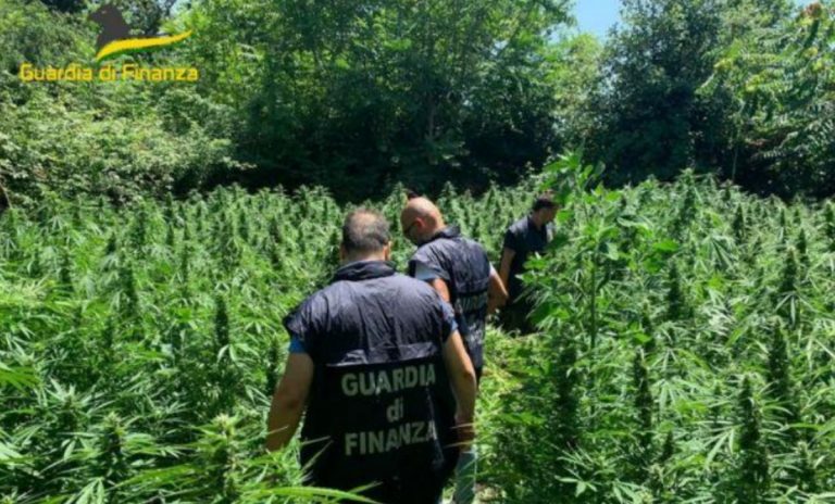 A Lamezia sequestrate 650 piante di marijuana: erano coltivate in zona impervia