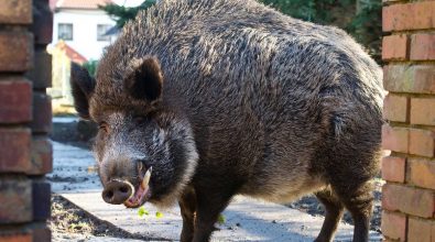 Cinghiale entra nel cortile della scuola, niente lezioni in un istituto di Catanzaro