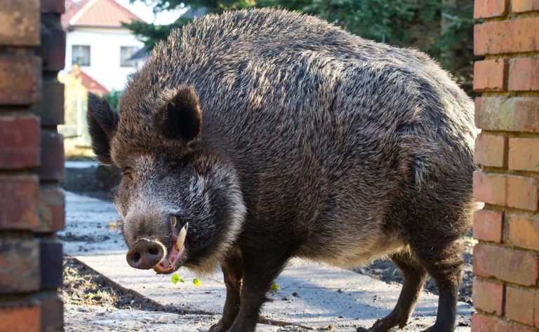 Cinghiale entra nel cortile della scuola, niente lezioni in un istituto di Catanzaro