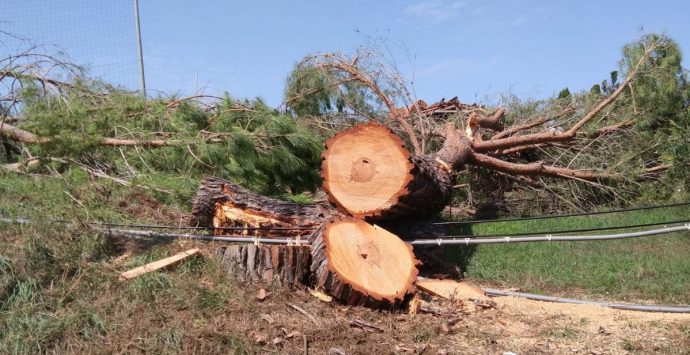 Alberi di pino abbattuti a Zambrone, l’appello del Wwf: «Risparmiate gli altri»