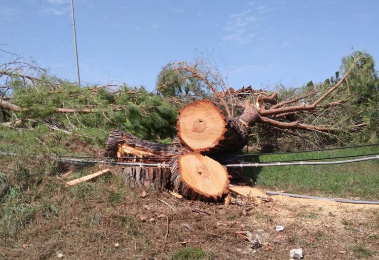 Alberi di pino abbattuti a Zambrone, l’appello del Wwf: «Risparmiate gli altri»