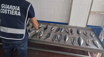 Tonno rosso sequestrato Vibo Marina dalla Guardia costiera