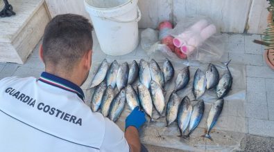 Pescano piccoli tonni lungo il litorale vibonese: la Guardia Costiera li sequestra