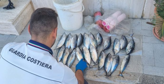 Pescano piccoli tonni lungo il litorale vibonese: la Guardia Costiera li sequestra