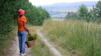 Piogge e danni al bypass sul Murria, disagi per gli agricoltori del Briaticese