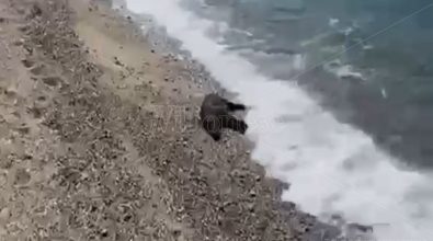 Sulla spiaggia di Vibo Marina un cinghiale morto in balia delle onde – Video