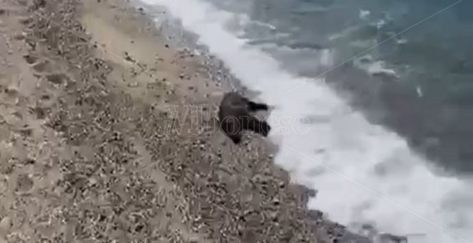 Sulla spiaggia di Vibo Marina un cinghiale morto in balia delle onde – Video