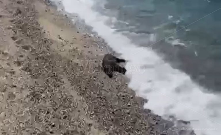 Sulla spiaggia di Vibo Marina un cinghiale morto in balia delle onde – Video