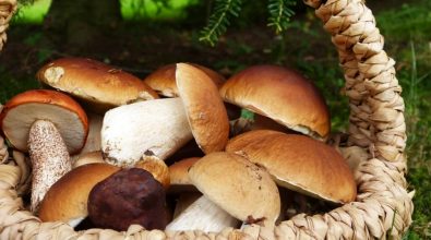 Escursioni, degustazioni e mostre: a Serra San Bruno torna la festa del fungo