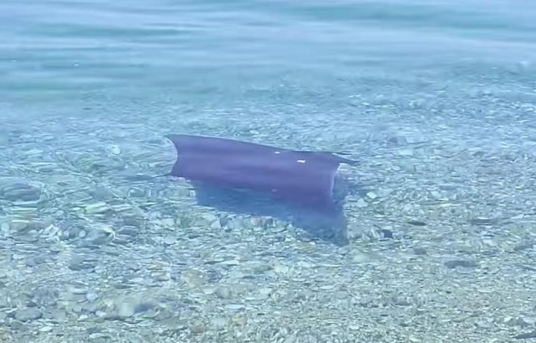 La danza di una piccola Manta mediterranea nel mare di Vibo Marina: il video