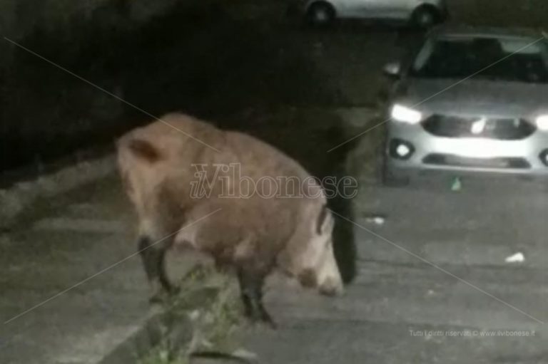 Vibo, avvistato grosso cinghiale nei pressi dell’ospedale Jazzolino – Video