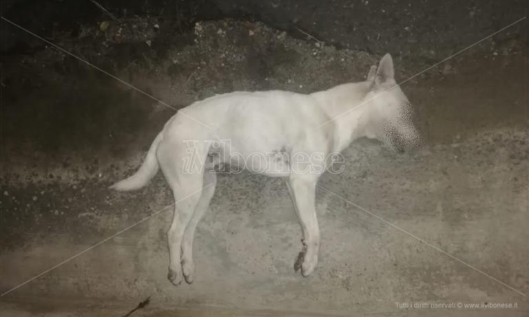 Polpette avvelenate a San Nicola da Crissa: morti due cani randagi