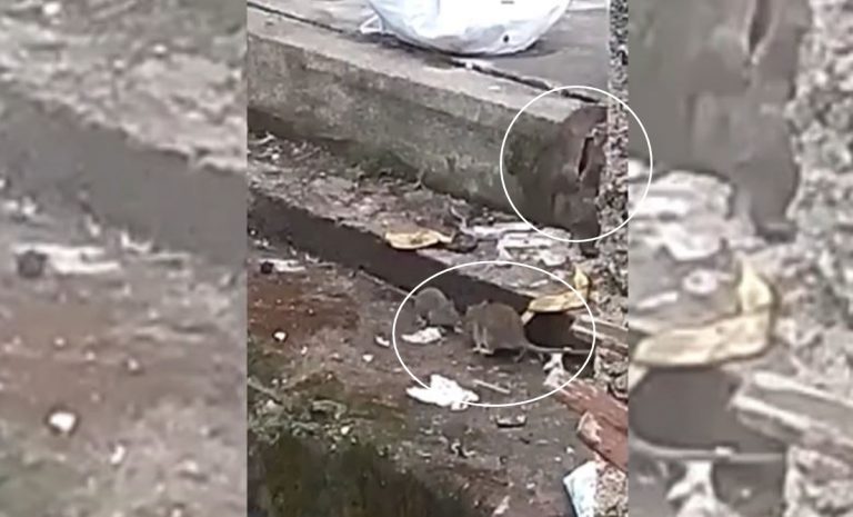 Vibo Marina: derattizzazione zero, rifiuti per strada e i topi ringraziano – Video