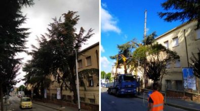 A Vibo continua la mattanza degli alberi: è la volta dei secolari cedri del Libano su via XXV Aprile