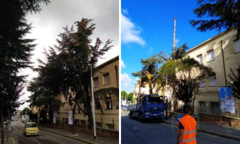 A Vibo continua la mattanza degli alberi: è la volta dei secolari cedri del Libano su via XXV Aprile